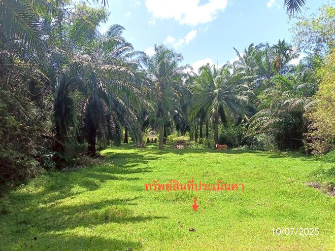 picture LAND for sale  Wang Maprang Nua Wang Wiset Trang - 4/18