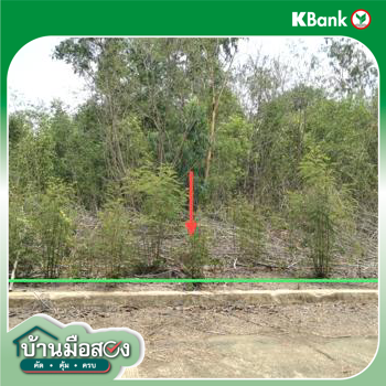 รูป ที่ดินว่างเปล่า สำหรับขาย - แคตก บางไทร พระนครศรีอยุธยา - รูปที่ 18/20