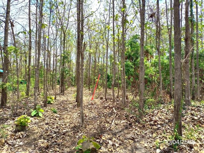 picture HOME for sale  Nong Lom Dok Kham Tai Phayao - 13/30