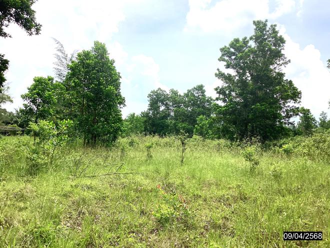 picture LAND for sale  Khron Sawi Chumphon - 4/18