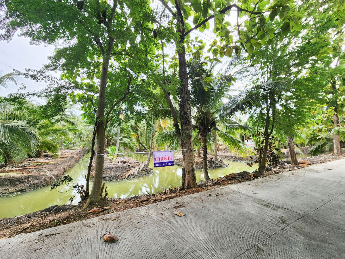 รูป ขายด่วน! ที่ดินพร้อมสวนมะพร้าวบ้านแพ้วกว่า 8 ไร่! ราคาดี ในหนองนกไข่ กระทุ่มแบน สมุทรสาคร ผังเมืองเขียวลาย หน้ากว้าง 80 เมตร ลึก 160 เมตร  - รูปที่ 5/17