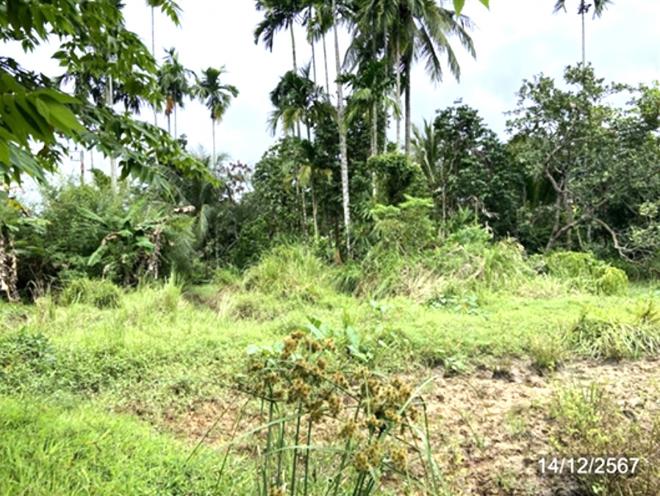 picture LAND for sale  Khuan Sato Khuan Don Satun - 9/24