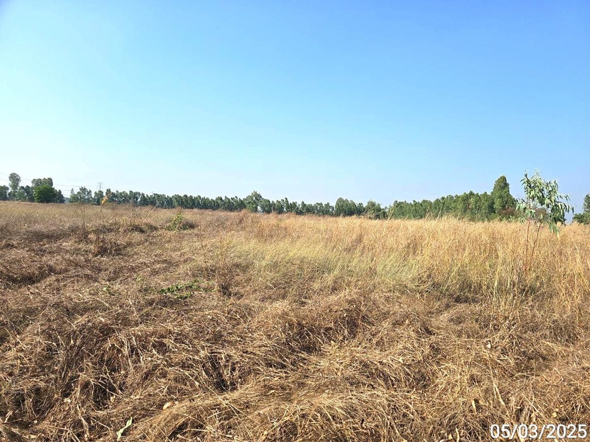 picture LAND for sale  Mae Raka Wang Thong Phitsanulok - 9/14
