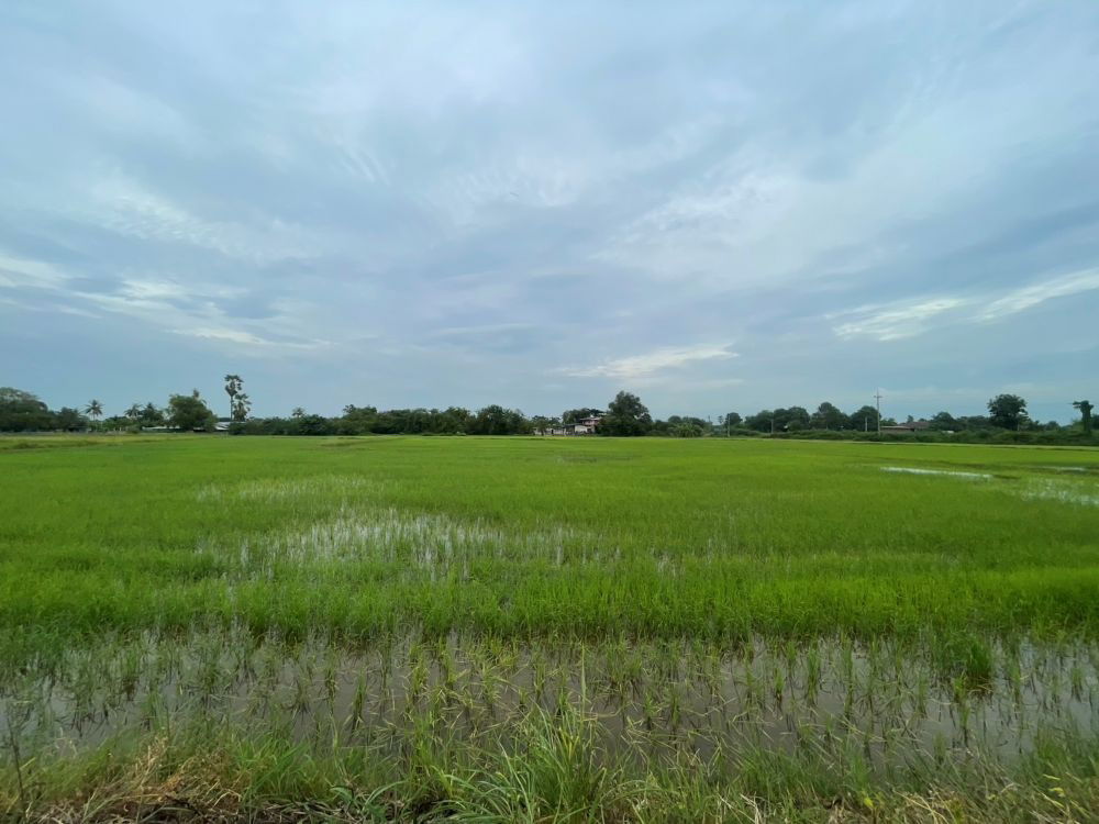 รูป ขายที่ดินเปล่า ขนาด 24 ไร่ ทำเลทอง บรรยากาศร่มรื่น ใกล้แหล่งชุมชน ต.หัวสำโรง ฉะเชิงเทรา - รูปที่ 14/15