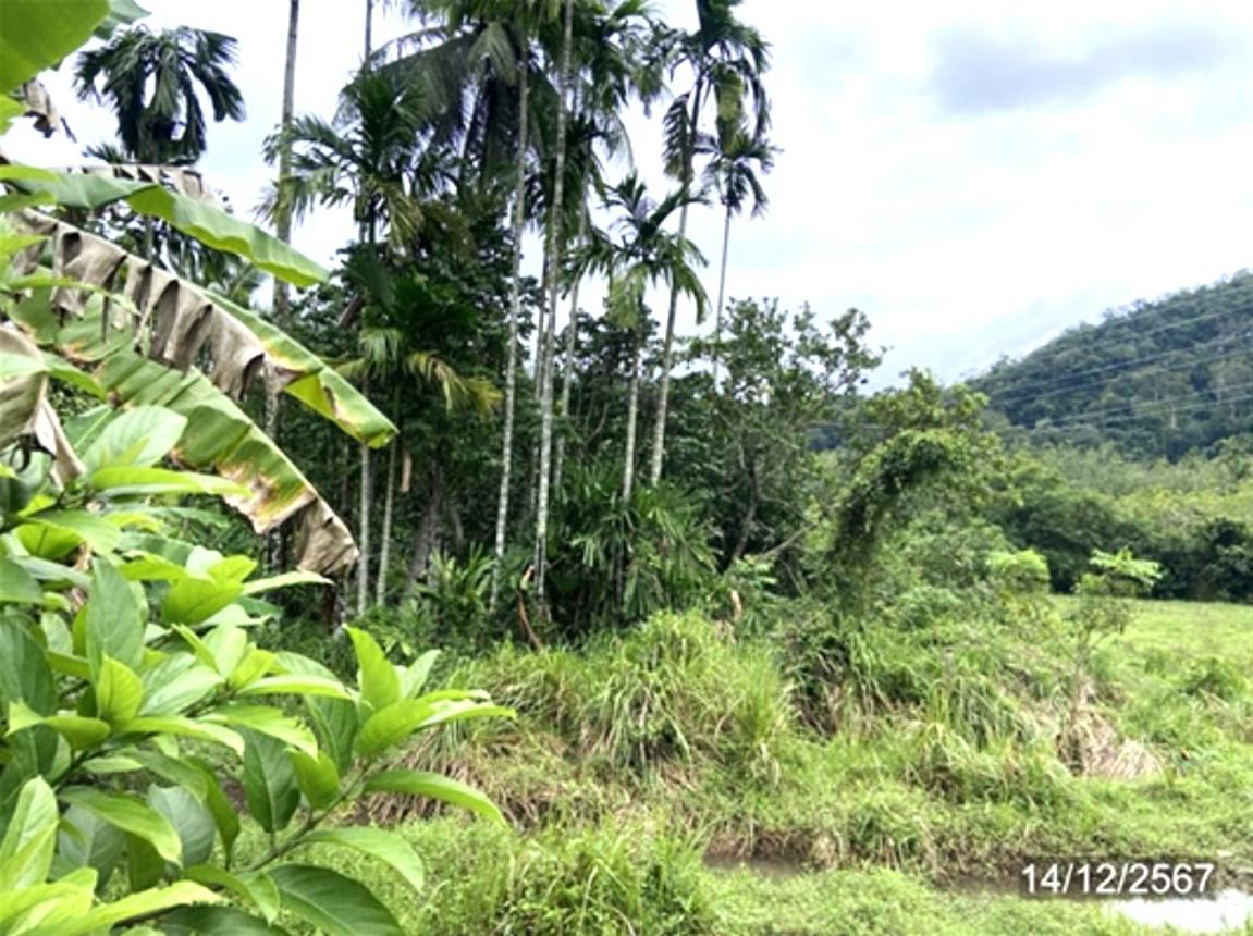 picture LAND for sale  Khuan Sato Khuan Don Satun - 14/24