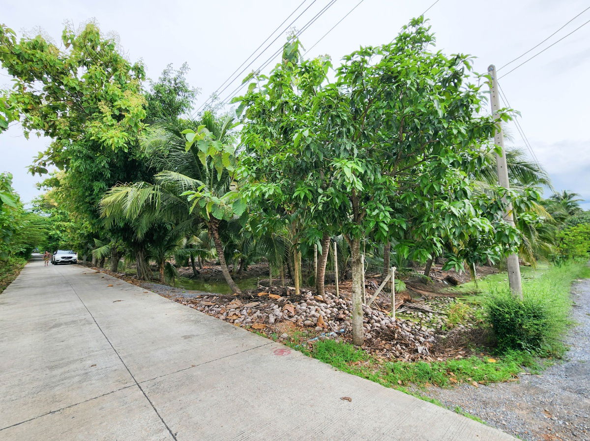 รูป ขายด่วน! ที่ดินพร้อมสวนมะพร้าวบ้านแพ้วกว่า 8 ไร่! ราคาดี ในหนองนกไข่ กระทุ่มแบน สมุทรสาคร ผังเมืองเขียวลาย หน้ากว้าง 80 เมตร ลึก 160 เมตร  - รูปที่ 6/17