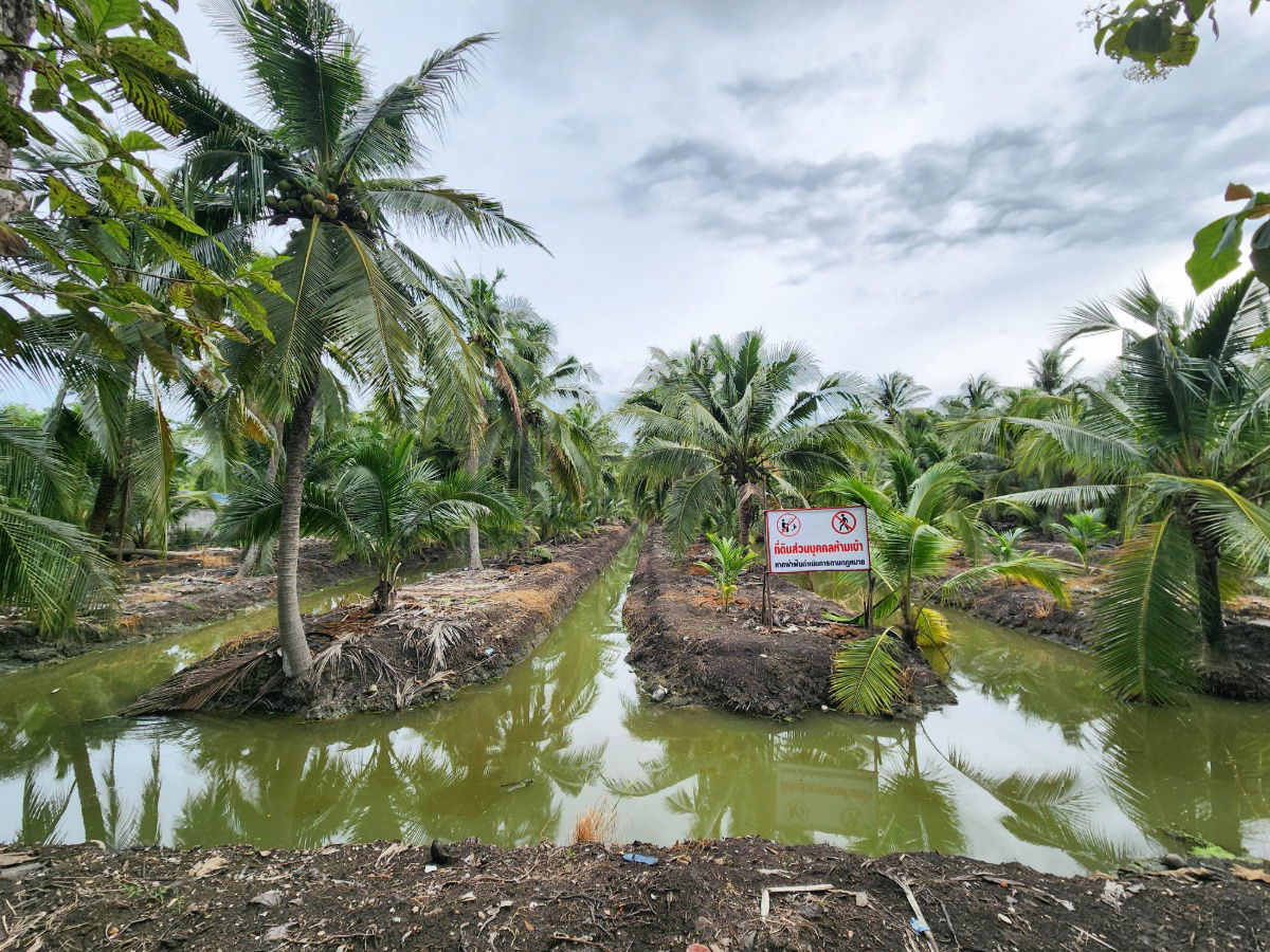 รูป ขายด่วน! ที่ดินพร้อมสวนมะพร้าวบ้านแพ้วกว่า 8 ไร่! ราคาดี ในหนองนกไข่ กระทุ่มแบน สมุทรสาคร ผังเมืองเขียวลาย หน้ากว้าง 80 เมตร ลึก 160 เมตร  - รูปที่ 2/17