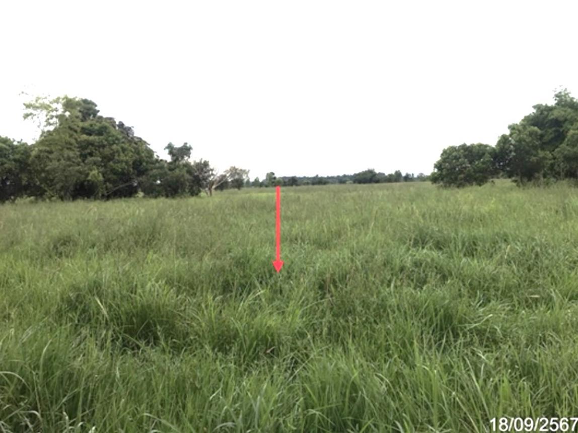 picture LAND for sale  Yo Kham Khuan Kaeo Yasothon - 14/20