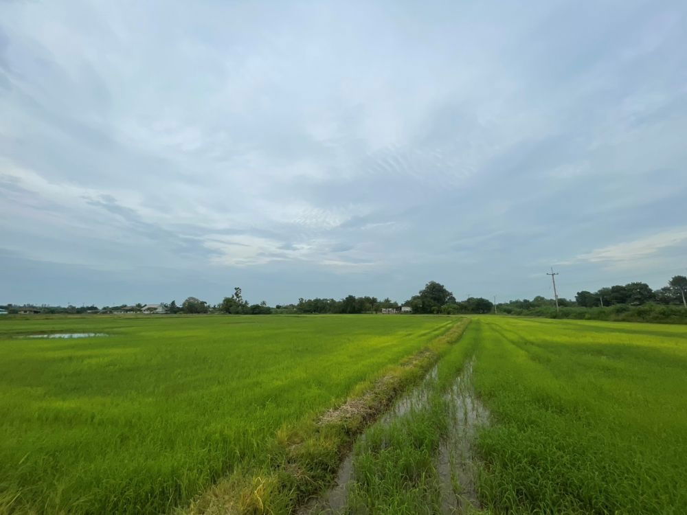 รูป ขายที่ดินเปล่า ขนาด 24 ไร่ ทำเลทอง บรรยากาศร่มรื่น ใกล้แหล่งชุมชน ต.หัวสำโรง ฉะเชิงเทรา - รูปที่ 3/15