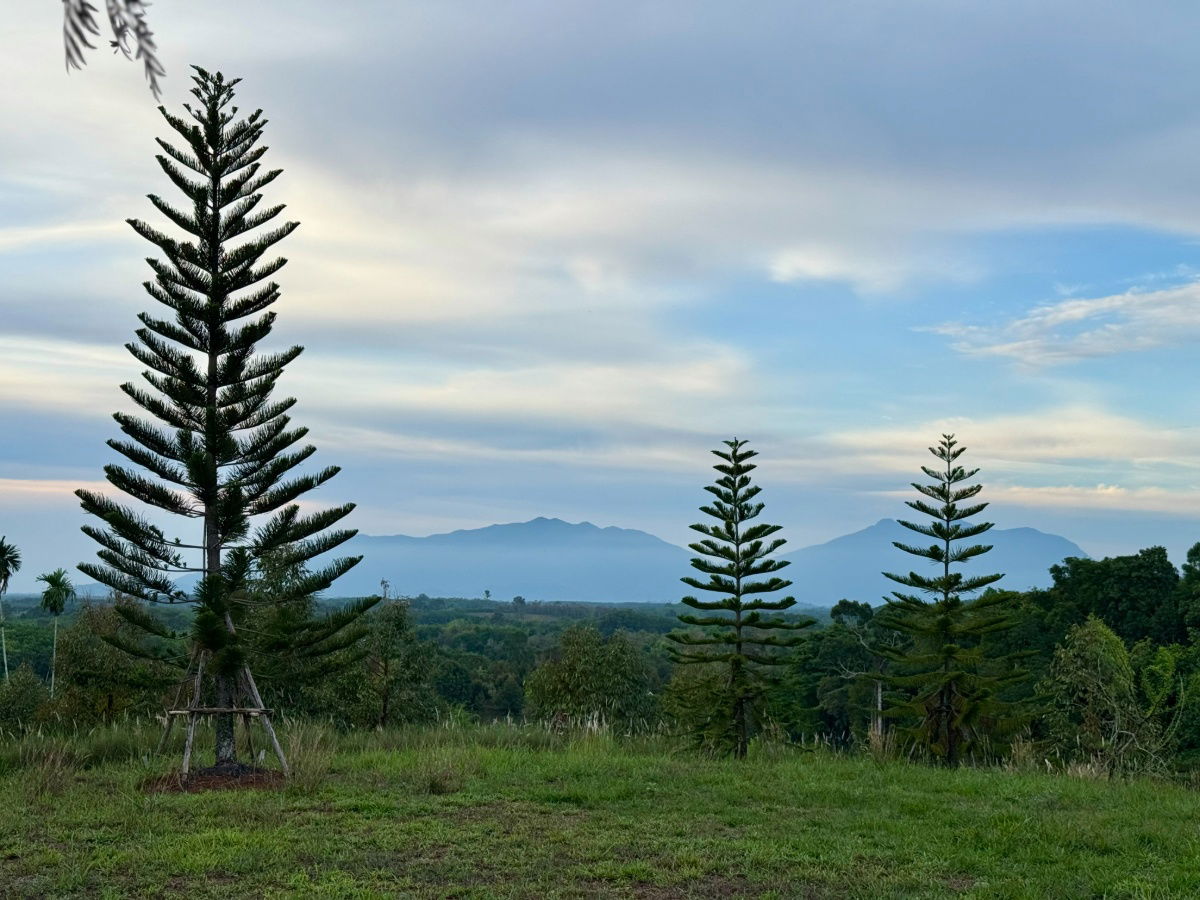 รูป สวนทุเรียนขั้นบันได บ้านตากอากาศบนเขา พร้อมโฉนด! วิวหลักล้าน 11ไร่ - รูปที่ 7/10