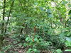 listing thumbnail image 13