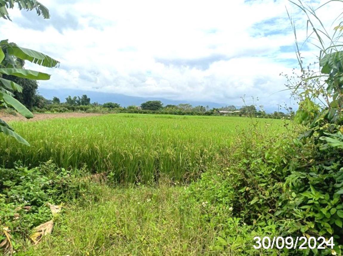 picture LAND for sale  Mae Kha Fang Chiang Mai - 11/18