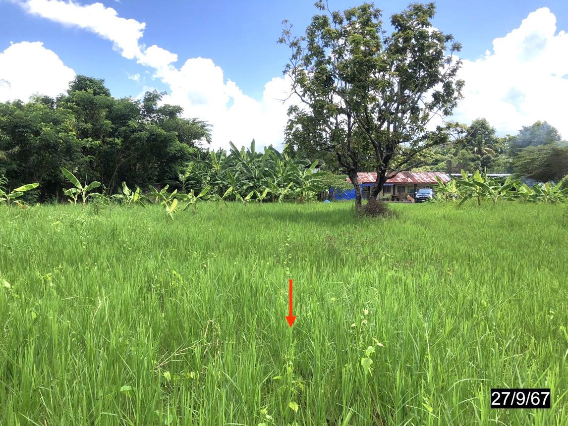 รูป ที่ดินว่างเปล่า สำหรับขาย - ศิลา เมืองขอนแก่น ขอนแก่น - รูปที่ 10/14
