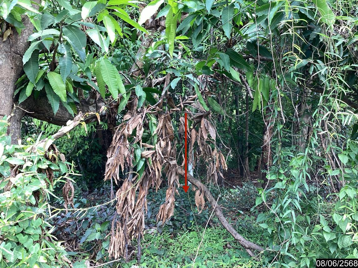 picture LAND for sale  Song Dao Song Dao Sakon Nakhon - 11/18