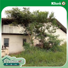 listing thumbnail image 23