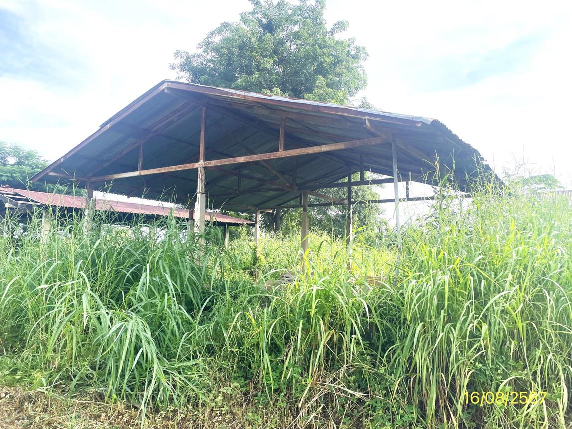 รูป บ้านเดี่ยว สำหรับขาย - มะต้อง พรหมพิราม พิษณุโลก - รูปที่ 33/44