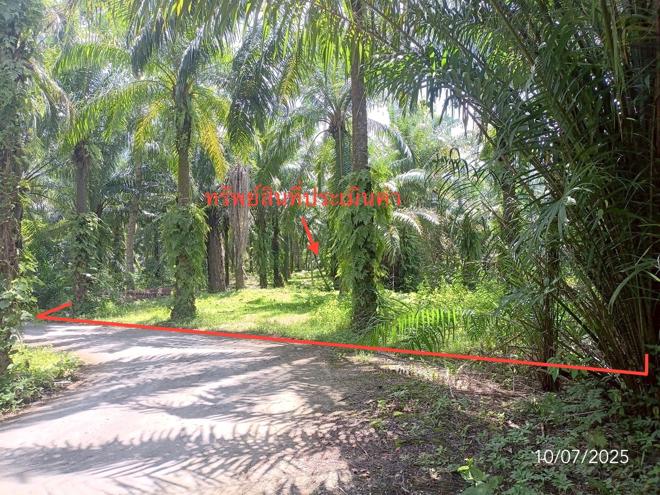picture LAND for sale  Wang Maprang Nua Wang Wiset Trang - 2/18
