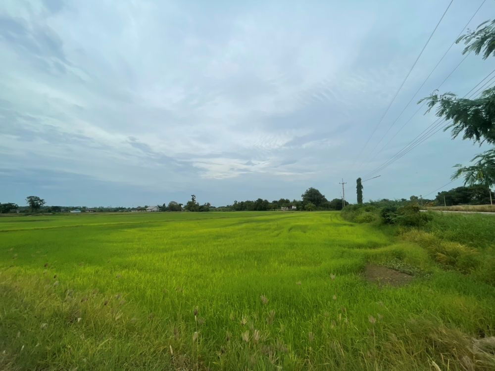 รูป ขายที่ดินเปล่า ขนาด 24 ไร่ ทำเลทอง บรรยากาศร่มรื่น ใกล้แหล่งชุมชน ต.หัวสำโรง ฉะเชิงเทรา - รูปที่ 1/15