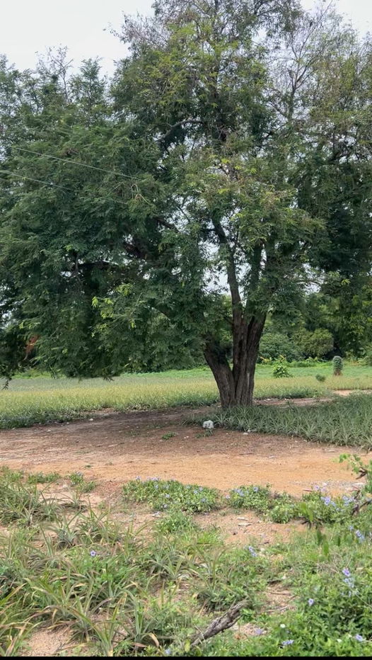 picture Land for Sale: 14 Rai in Rayong, located on Nikom Phatthana Road, Soi 13/5, Map Kha Subdistrict, Nikom Phatthana District - 5/11