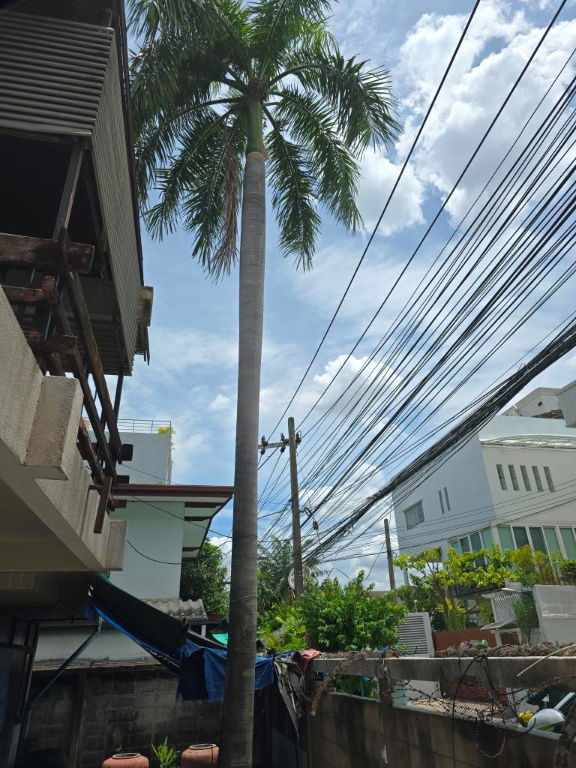 รูป ขายบ้านเก่า 2 ชั้น พื้นที่ประมาณ 200 ตรม. ซอยปรีดีพนมยงค์ 42 แยก 4 ที่่ดิน 93 ตรว. หน้ากว้าง ประมาณ 23 ลึก 16-18 เมตร   เหมาะสำหรับปรับปรุงใหม่ - รูปที่ 40/42