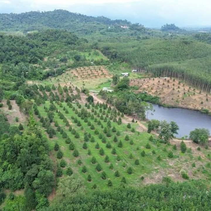 picture For sale: 100 rai of Monthong durian orchard in Chanthaburi - 2/8