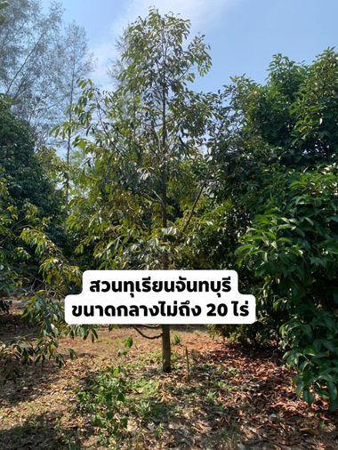ขายสวนทุเรียนหมอนทองและผลไม้รวม นายายอาม จันทบุรี