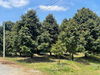 listing thumbnail image 11