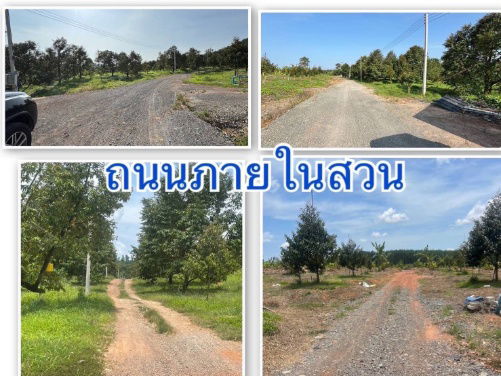 รูป ขายสวนทุเรียน 100 ไร่พร้อมสิ่งก่อสร้าง จันทบุรี - รูปที่ 6/19