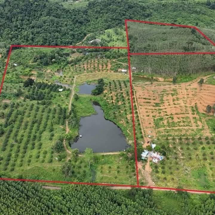 picture For sale: 100 rai of Monthong durian orchard in Chanthaburi - 5/8