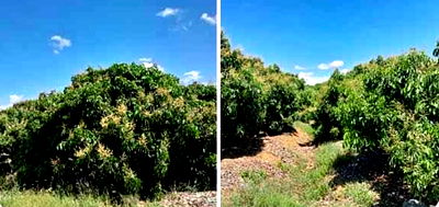 ที่ดิน จันทบุรี : ขายที่ดินพร้อมสวนลำใย 10 ไร่ ด่วน เจ้าของขายเอง