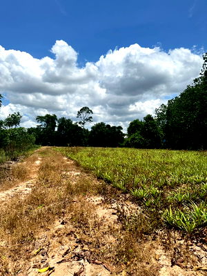 Land for rent Rayong Industrial Park  : Land for Rent : 14 Rai in Rayong, located on Nikom Phatthana Road, Soi 13/5, Map Kha Subdistrict, Nikom Phatthana District
