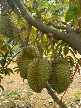 ขายสวนทุเรียนหมอนทอง 100 ไร่ จันทบุรี