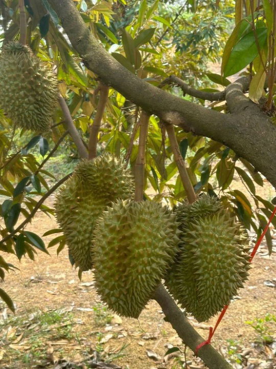 picture For sale: 100 rai of Monthong durian orchard in Chanthaburi - 1/8