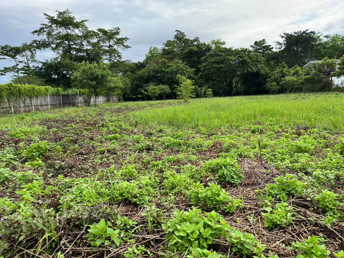 รูป ขายที่ดิน 2 ไร่ ติดถนนหลวง ตำบลเขาพระ หน้ากว้าง 50 เมตร วิวเขาชัด สวยบรรยากาศดี - รูปที่ 36/37