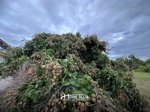รูป 🌳 ขายที่ดินพร้อมสวนลำไย อำเภอดอยหล่อ จังหวัดเชียงใหม่ - รูปที่ 17/22