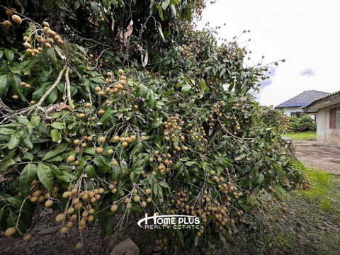 รูป 🌳 ขายที่ดินพร้อมสวนลำไย อำเภอดอยหล่อ จังหวัดเชียงใหม่ - รูปที่ 21/22