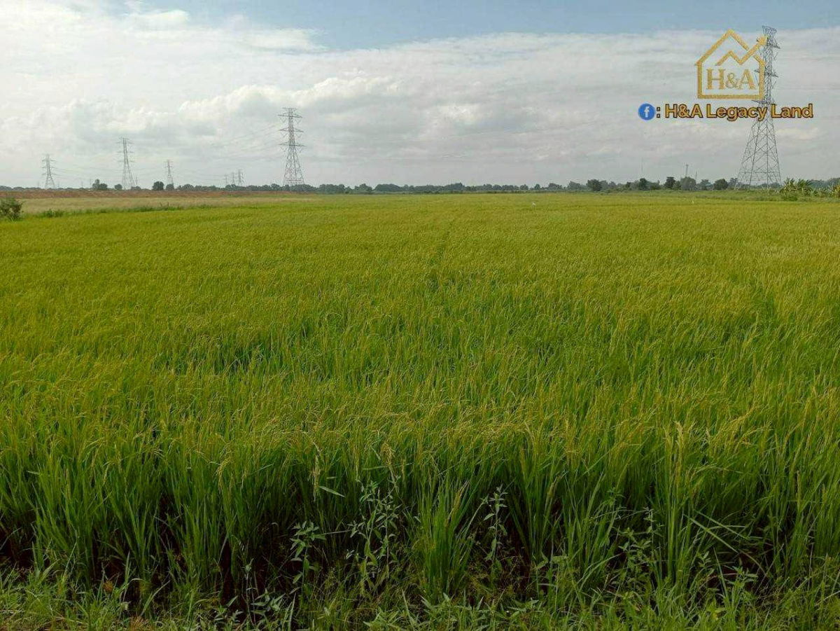 รูป ขายที่ดินเปล่าแปลงสวย ติดถนนใหญ่ อย.3006 ลาดบัวหลวง–ไม้ตรา อ.ลาดบัวหลวง จ.พระนครศรีอยุธยา 30-3-74 ไร่ - รูปที่ 6/9