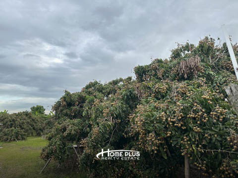 รูป 🌳 ขายที่ดินพร้อมสวนลำไย อำเภอดอยหล่อ จังหวัดเชียงใหม่ - รูปที่ 16/22