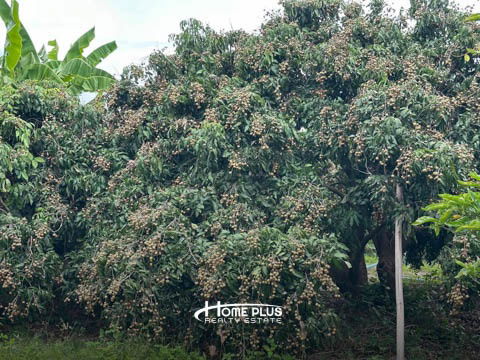 รูป 🌳 ขายที่ดินพร้อมสวนลำไย อำเภอดอยหล่อ จังหวัดเชียงใหม่ - รูปที่ 22/22