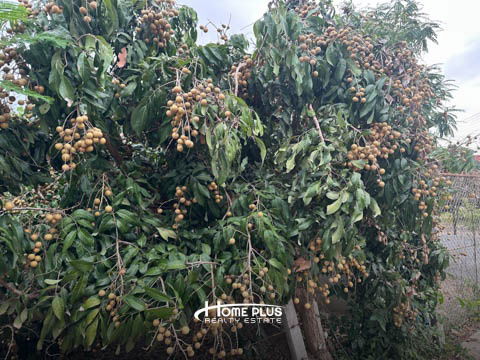 รูป 🌳 ขายที่ดินพร้อมสวนลำไย อำเภอดอยหล่อ จังหวัดเชียงใหม่ - รูปที่ 19/22