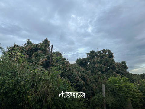 รูป 🌳 ขายที่ดินพร้อมสวนลำไย อำเภอดอยหล่อ จังหวัดเชียงใหม่ - รูปที่ 15/22