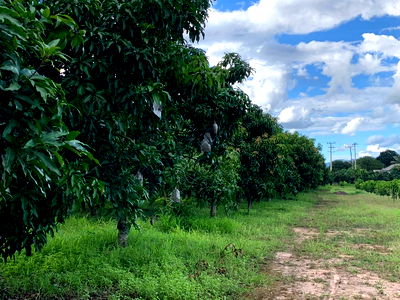 ที่ดิน พร้าว เชียงใหม่ : ขายที่สวนเกษตร 62 -3-76 ไร่ ต.บ้านโป่ง อ.พร้าว จ.เชียงใหม่ 