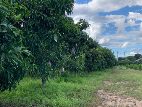 ขายที่สวนเกษตร 62 -3-76 ไร่ ต.บ้านโป่ง อ.พร้าว จ.เชียงใหม่ 