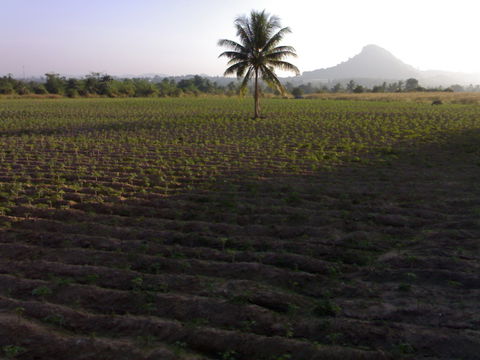 ขายที่ดินบางเสร่ Land for sale in Bansaray, Chon buri