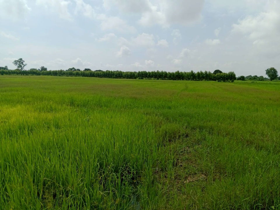 รูป ขายที่นา ไม่ไกลจากตัวเมืองขอนแก่น  - รูปที่ 6/6