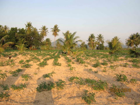ขายที่ดิน  Land for sale in Sattahip, chon buri