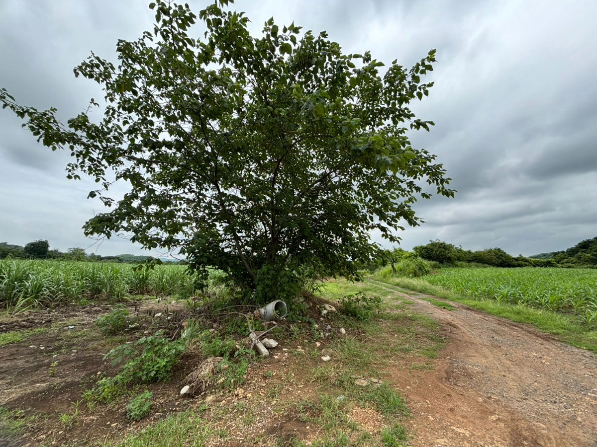 picture Land for Sale in Phaya Yen Subdistrict, Pak Chong District, Nakhon Ratchasima - 4/8