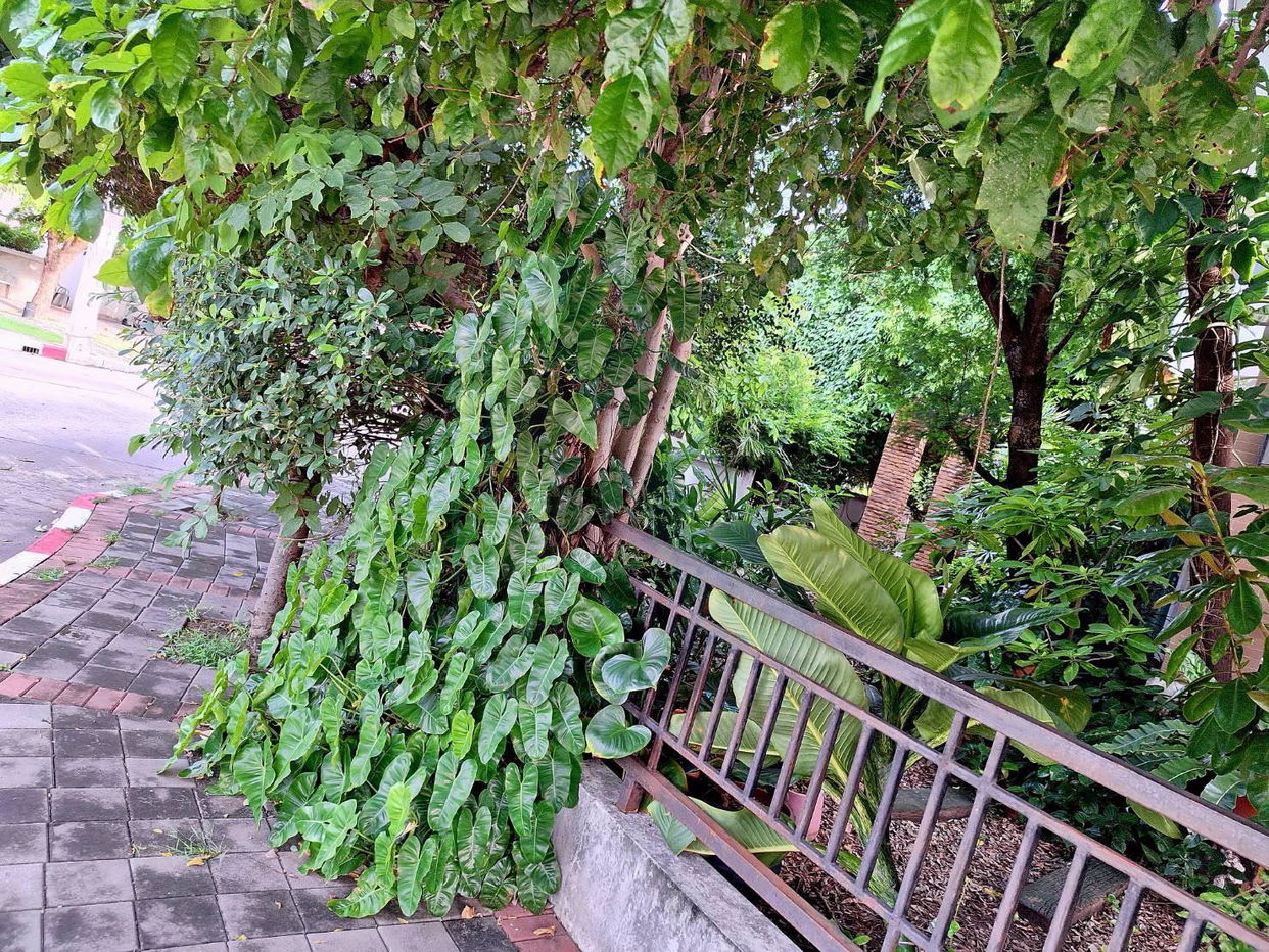 picture 📌 For Sell House SAMMAKORN RATCHAPHRUEK 2-story 5 bedroom 3 bathroom - 7/8
