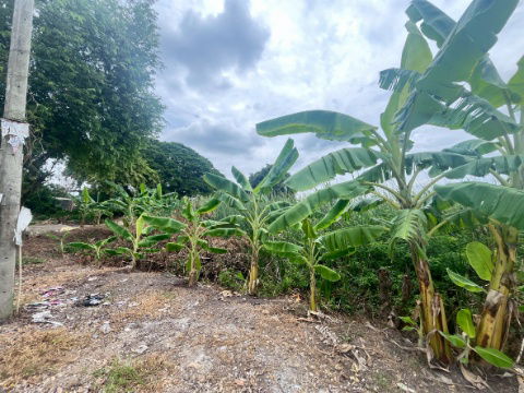 รูป sss511 ขายที่ดิน คลอง 3 คลองหลวง 52 ไร่ ห่างถนนมอเตอร์เวย์100 เมตร - รูปที่ 12/16