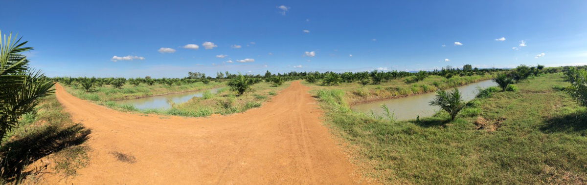 รูป ขายที่ดินแปลงใหญ่ ที่ดิน สวนเกษตร ปาล์มน้ำมัน #ที่ดินสวนเกษตร วิวแม่น้ำป่าสัก - รูปที่ 4/19